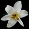 Lily on Black II Poster Print by Jim Christensen - Item # VARPDXPSCRS164